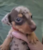 Matty, wirehair, AKC, a male Miniature Dachshund for sale in Tuscaloosa, AL – Photo 3 of 4