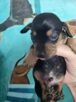Vito, wire hair, a male Miniature Dachshund for sale in Tuscaloosa, AL – Photo 3 of 7
