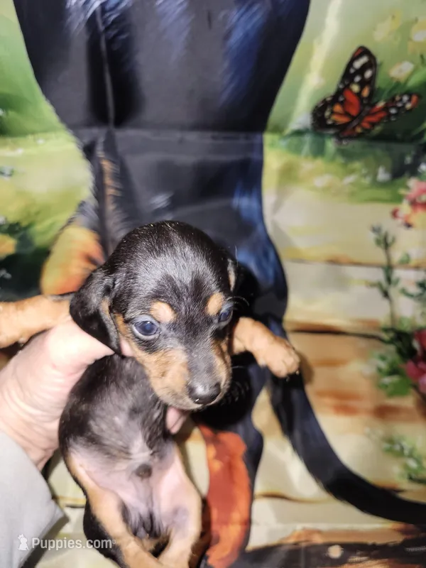 Vito, wire hair – Miniature Dachshund puppy for sale in Tuscaloosa, AL