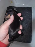 Vito, wire hair, a male Miniature Dachshund for sale in Tuscaloosa, AL – Photo 5 of 7