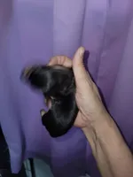 Vito, wire hair, a male Miniature Dachshund for sale in Tuscaloosa, AL – Photo 6 of 7