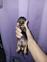 Vito, wire hair, a male Miniature Dachshund for sale in Tuscaloosa, AL – Photo 7 of 7