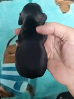 Vito, wire hair, a male Miniature Dachshund for sale in Tuscaloosa, AL – Photo 4 of 7