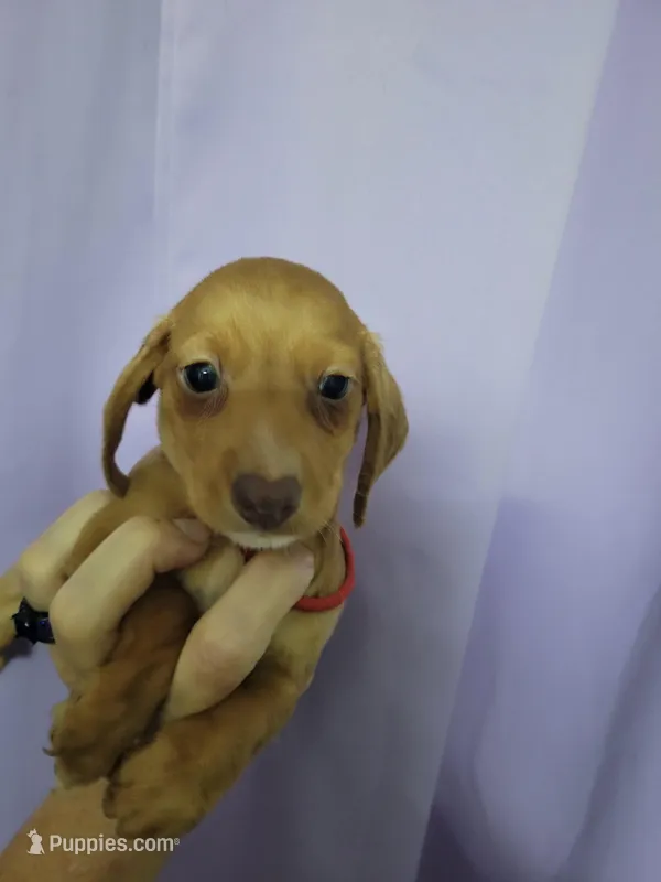 Rhetty, wirehair, AKC – Miniature Dachshund puppy for sale in Tuscaloosa, AL