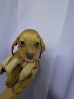 Rhetty, wirehair, AKC, a male Miniature Dachshund for sale in Tuscaloosa, AL – Photo 1 of 4