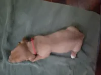 Rhetty, wirehair, AKC, a male Miniature Dachshund for sale in Tuscaloosa, AL – Photo 4 of 4