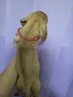 Rhetty, wirehair, AKC, a male Miniature Dachshund for sale in Tuscaloosa, AL – Photo 2 of 4