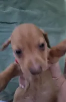 Rhetty, wirehair, AKC, a male Miniature Dachshund for sale in Tuscaloosa, AL – Photo 3 of 4
