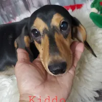 Kiddo, a male Dachshund for sale in Tuscaloosa, AL – Photo 1 of 2