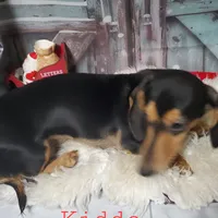 Kiddo, a male Dachshund for sale in Tuscaloosa, AL – Photo 2 of 2