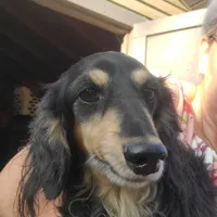 Romeo, rescue, a male Dachshund for sale in Tuscaloosa, AL – Photo 1 of 5