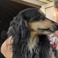 Romeo, rescue, a male Dachshund for sale in Tuscaloosa, AL – Photo 2 of 5