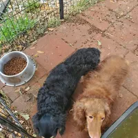 Romeo, rescue, a male Dachshund for sale in Tuscaloosa, AL – Photo 5 of 5