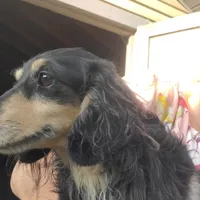 Romeo, rescue, a male Dachshund for sale in Tuscaloosa, AL – Photo 3 of 5