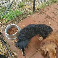 Romeo, rescue, a male Dachshund for sale in Tuscaloosa, AL – Photo 4 of 5