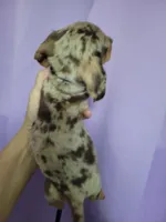 Scotty, wirehair, AKC, a male Miniature Dachshund for sale in Tuscaloosa, AL – Photo 2 of 4