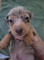 Scotty, wirehair, AKC, a male Miniature Dachshund for sale in Tuscaloosa, AL – Photo 3 of 4