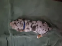 Scotty, wirehair, AKC, a male Miniature Dachshund for sale in Tuscaloosa, AL – Photo 4 of 4