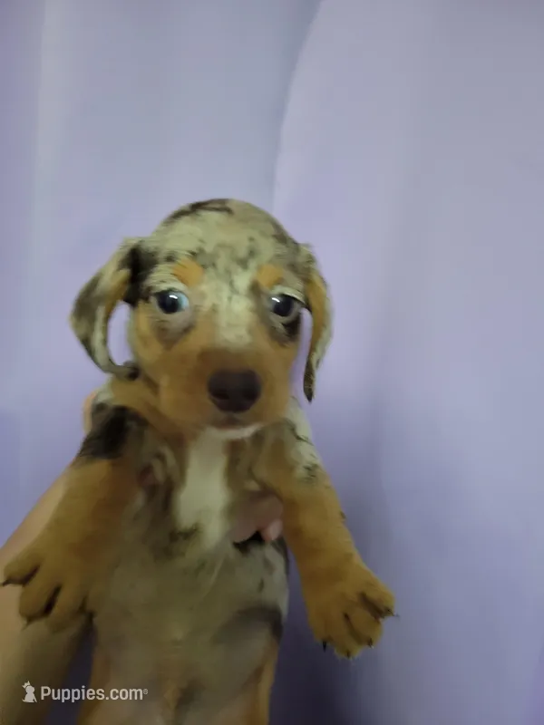 Scotty, wirehair, AKC – Miniature Dachshund puppy for sale in Tuscaloosa, AL