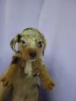 Scotty, wirehair, AKC, a male Miniature Dachshund for sale in Tuscaloosa, AL – Photo 1 of 4