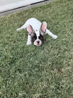 Leah, a female French Bulldog for sale in Grand Terrace, CA – 3 of 3