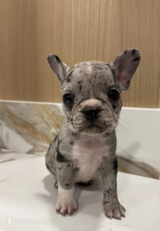 Oreo – French Bulldog puppy for sale in Grand Terrace, CA