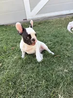 Ace, a female French Bulldog for sale in Grand Terrace, CA – 2 of 3