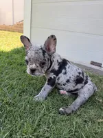 Oreo, a male French Bulldog for sale in Grand Terrace, CA – 2 of 3