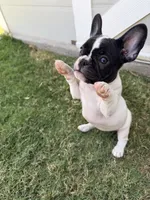 The warden, a female French Bulldog for sale in Grand Terrace, CA – 4 of 4