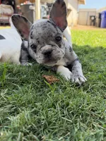 Oreo, a male French Bulldog for sale in Grand Terrace, CA – 3 of 3
