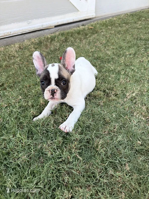 Leah – French Bulldog puppy for sale in Grand Terrace, CA