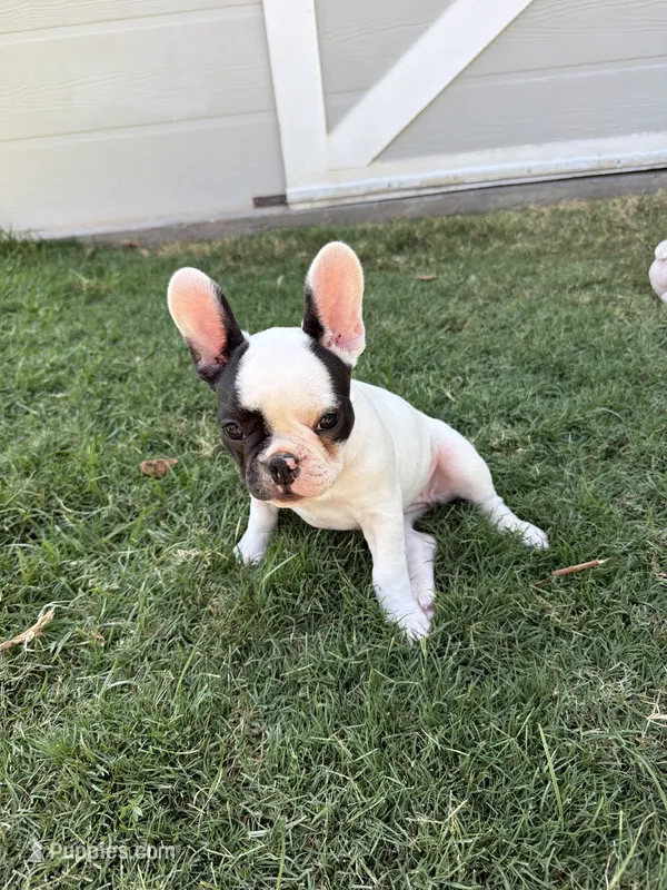 Ace – French Bulldog puppy for sale in Grand Terrace, CA
