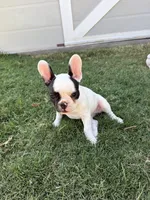 Ace, a female French Bulldog for sale in Grand Terrace, CA – 1 of 3