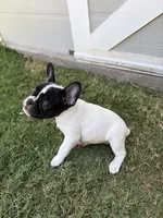 The warden, a female French Bulldog for sale in Grand Terrace, CA – 2 of 4