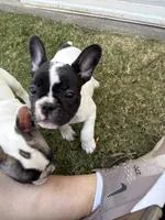 The warden, a female French Bulldog for sale in Grand Terrace, CA – 3 of 4