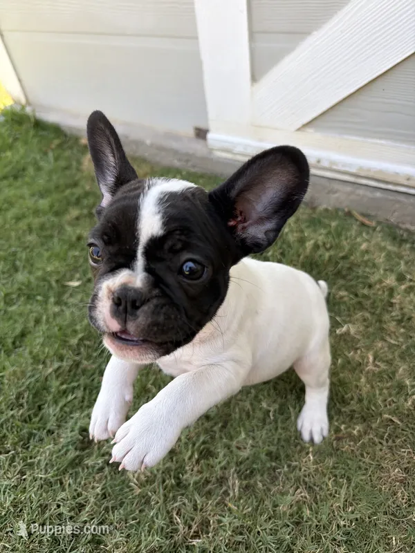 The warden – French Bulldog puppy for sale in Grand Terrace, CA
