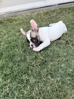 Leah, a female French Bulldog for sale in Grand Terrace, CA – 2 of 3