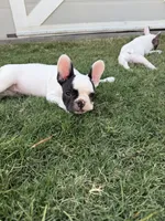 Ace, a female French Bulldog for sale in Grand Terrace, CA – 3 of 3