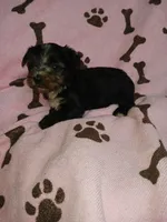 Sadie, a female Yorkshire Terrier for sale in Elizabeth, CO – 4 of 4