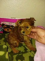 Baxter, a male Yorkshire Terrier for sale in Elizabeth, CO – 2 of 4