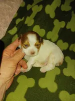 Sam, a male Yorkshire Terrier for sale in Elizabeth, CO – 3 of 5
