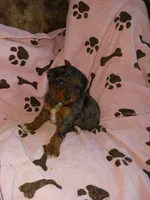 Marley, a female Poodle - Miniature  for sale in Elizabeth, CO – 5 of 6