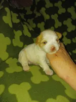 Bently, a male Yorkshire Terrier for sale in Elizabeth, CO – 2 of 4