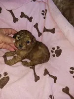 Sable, a female Poodle - Miniature  for sale in Elizabeth, CO – 2 of 4