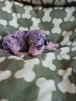 Merlin, a male Poodle - Miniature  for sale in Elizabeth, CO – 2 of 5