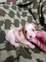 Cody, a male Yorkshire Terrier for sale in Elizabeth, CO – 2 of 3