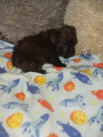 Tiger, a male Yorkshire Terrier for sale in Elizabeth, CO – Photo 2 of 8