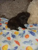 Tiger, a male Yorkshire Terrier for sale in Elizabeth, CO – Photo 7 of 8