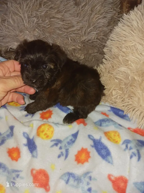Tiger – Yorkshire Terrier puppy for sale in Elizabeth, CO