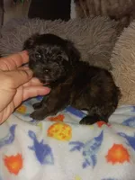 Tiger, a male Yorkshire Terrier for sale in Elizabeth, CO – Photo 4 of 8